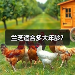 兰芝适合多大年龄?(图4) 兰芝适合多大年龄?(图4)